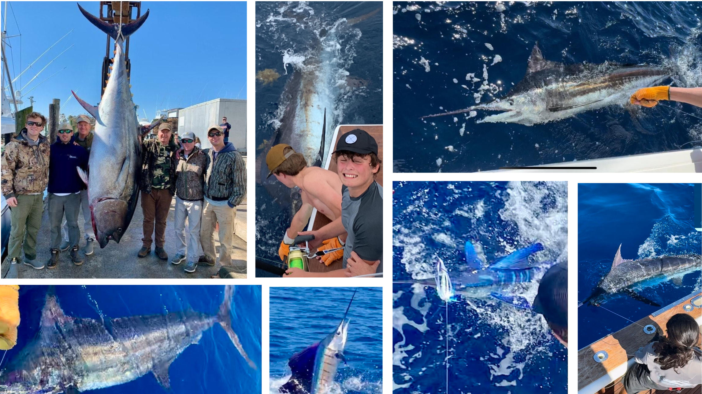 Gallery of fish you can catch while Morehead city sportfishing